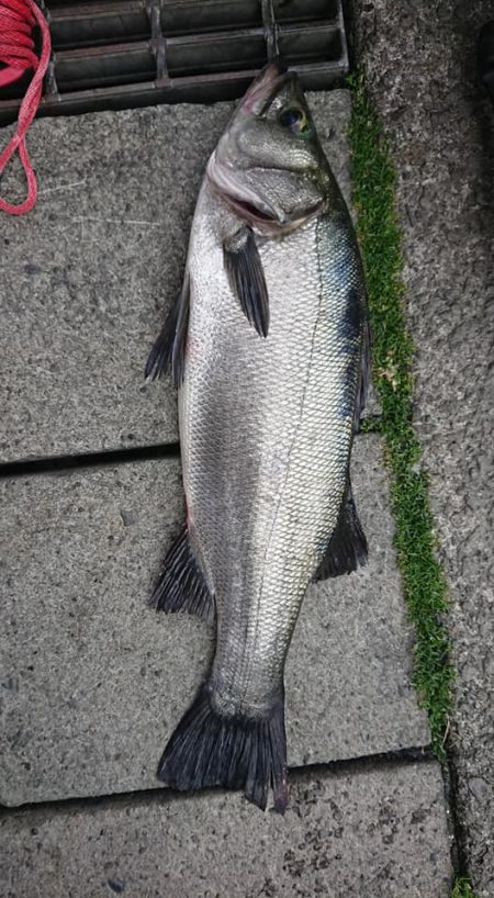 伊豆下田フィッシング 釣果