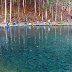 小菅トラウトガーデン 釣果