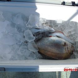 大進丸(新潟) 釣果