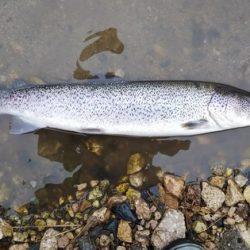 高萩ふれあいの里フィッシングエリア 釣果