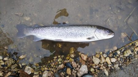 高萩ふれあいの里フィッシングエリア 釣果