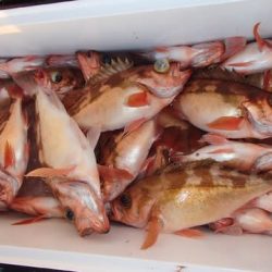 第二むつ漁丸 釣果