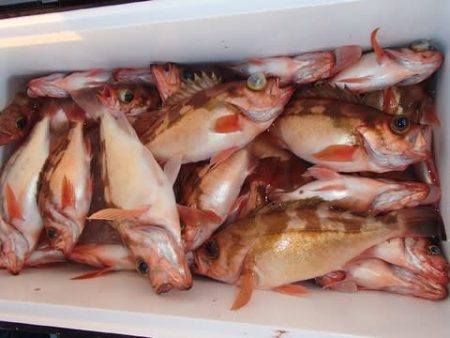 第二むつ漁丸 釣果