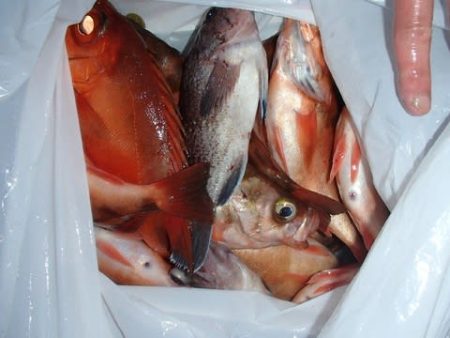 第二むつ漁丸 釣果