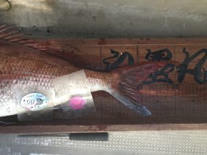白墨丸 釣果