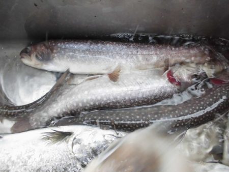 高萩ふれあいの里フィッシングエリア 釣果