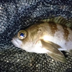 今夜は二見漁港でメバリング