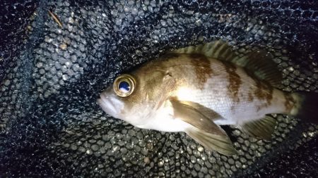 今夜は二見漁港でメバリング