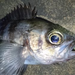 花粉症の為小一時間だけ・・・