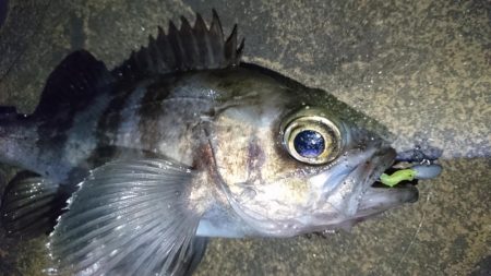 花粉症の為小一時間だけ・・・