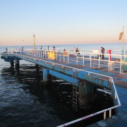 オリジナルメーカー海づり公園(市原市海づり施設) 釣果