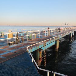 オリジナルメーカー海づり公園(市原市海づり施設) 釣果
