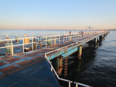 オリジナルメーカー海づり公園(市原市海づり施設) 釣果