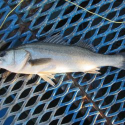 オリジナルメーカー海づり公園(市原市海づり施設) 釣果