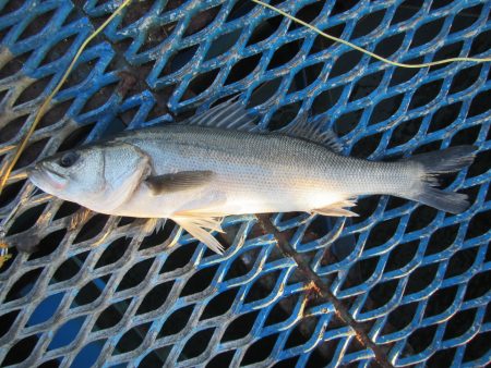 オリジナルメーカー海づり公園(市原市海づり…