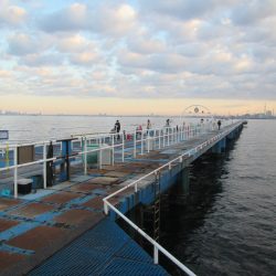 オリジナルメーカー海づり公園(市原市海づり施設) 釣果