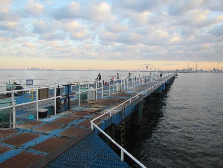 オリジナルメーカー海づり公園(市原市海づり施設) 釣果
