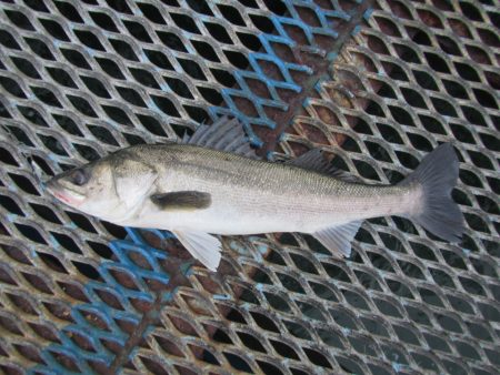 オリジナルメーカー海づり公園(市原市海づり…