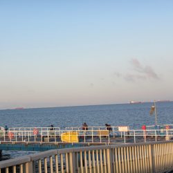 オリジナルメーカー海づり公園(市原市海づり施設) 釣果