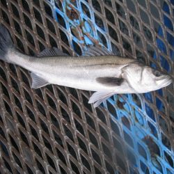 オリジナルメーカー海づり公園(市原市海づり施設) 釣果