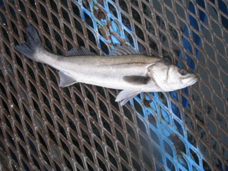オリジナルメーカー海づり公園(市原市海づり…
