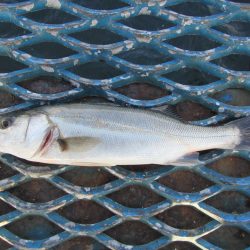 オリジナルメーカー海づり公園(市原市海づり施設) 釣果