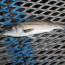 オリジナルメーカー海づり公園(市原市海づり施設) 釣果