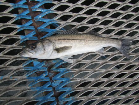 オリジナルメーカー海づり公園(市原市海づり…