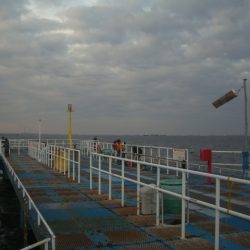 オリジナルメーカー海づり公園(市原市海づり施設) 釣果