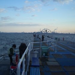 オリジナルメーカー海づり公園(市原市海づり施設) 釣果
