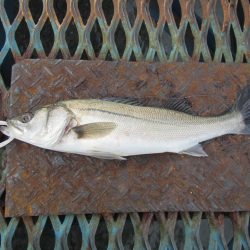 オリジナルメーカー海づり公園(市原市海づり施設) 釣果