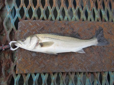 オリジナルメーカー海づり公園(市原市海づり施設) 釣果