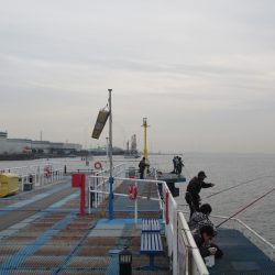 オリジナルメーカー海づり公園(市原市海づり施設) 釣果