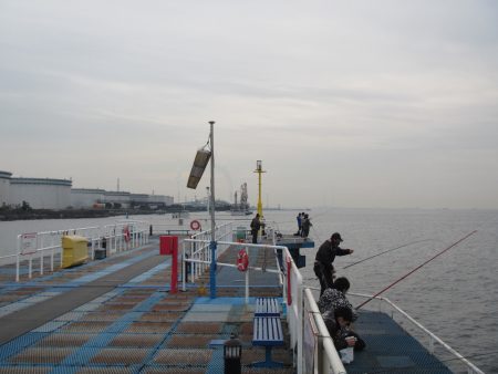 オリジナルメーカー海づり公園(市原市海づり施設) 釣果