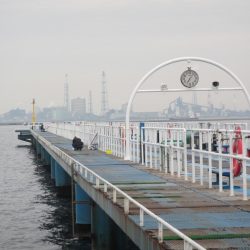 オリジナルメーカー海づり公園(市原市海づり施設) 釣果