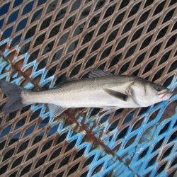 オリジナルメーカー海づり公園(市原市海づり施設) 釣果