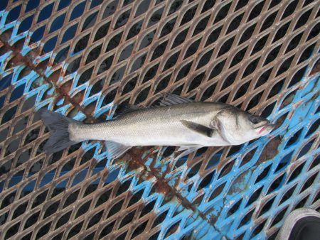 オリジナルメーカー海づり公園(市原市海づり…