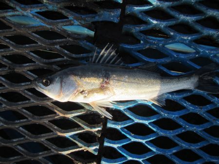 オリジナルメーカー海づり公園(市原市海づり…