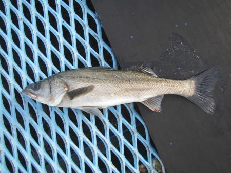 オリジナルメーカー海づり公園(市原市海づり…