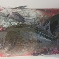 しば渡船 釣果