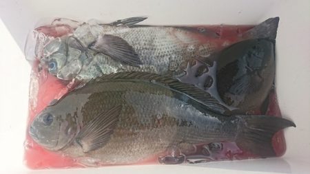 しば渡船 釣果