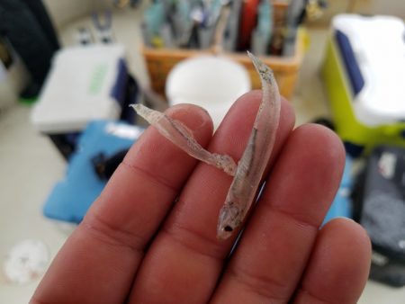 遊漁船　ニライカナイ 釣果