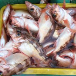 第二むつ漁丸 釣果