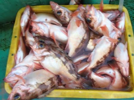 第二むつ漁丸 釣果