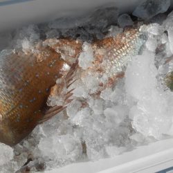 こうゆう丸 釣果