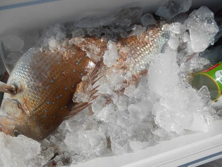 こうゆう丸 釣果