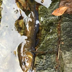 岩手ロックフィッシュ釣行【たっつん氏連載 vol.7】