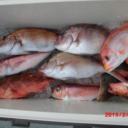 大進丸(新潟) 釣果