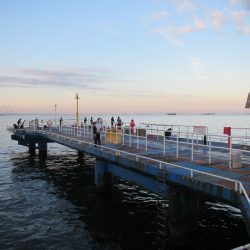 オリジナルメーカー海づり公園(市原市海づり施設) 釣果