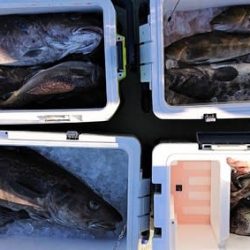 気仙沼　つり丸 釣果